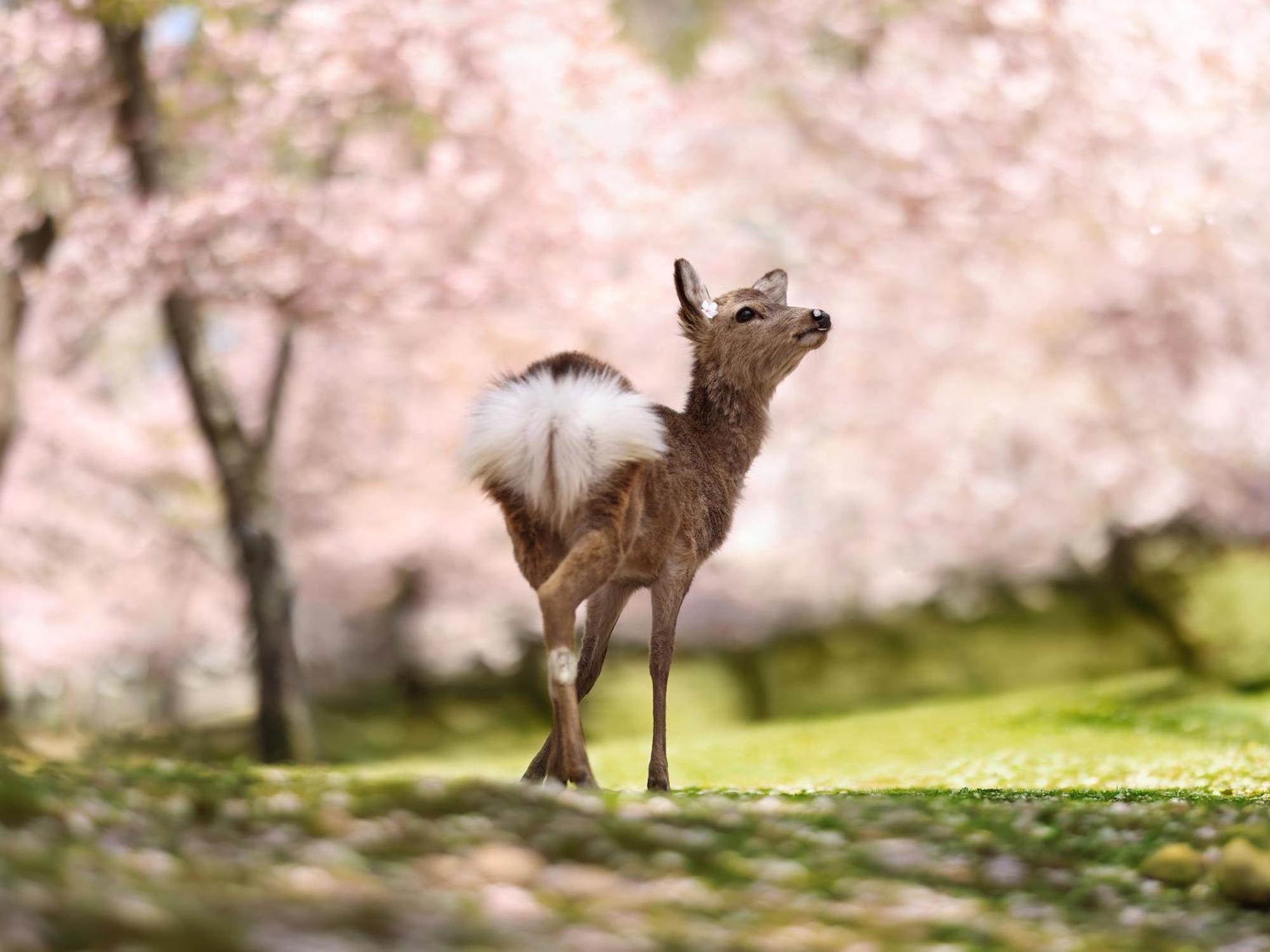 Grand Mercure Nara Kashihara Kasihira Kültér fotó